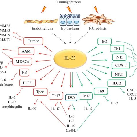 Effect Of Il On Tumor Cells And Its Microenvironment Il Is