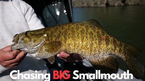 Chasing TROPHY Smallmouth Bass On The COLUMBIA River YouTube