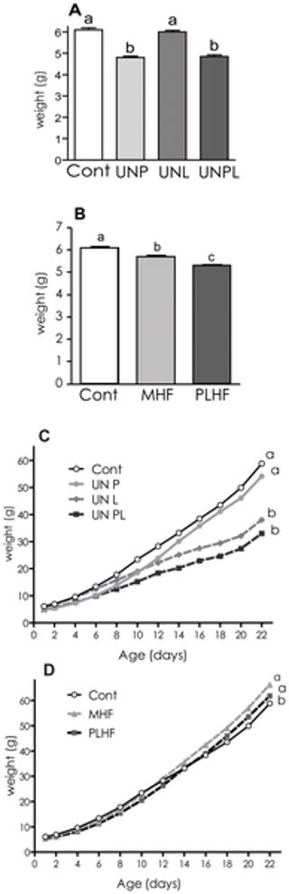 Pre And Postnatal Nutritional Histories Influence Reproductive