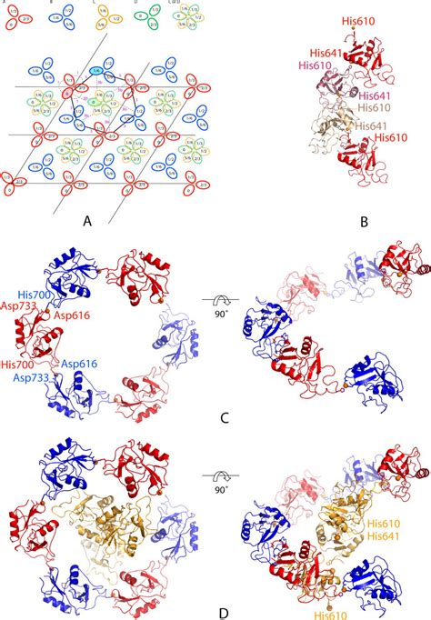 Scavenger Receptor C Type Lectin Binds To The Leukocyte Cell Surface