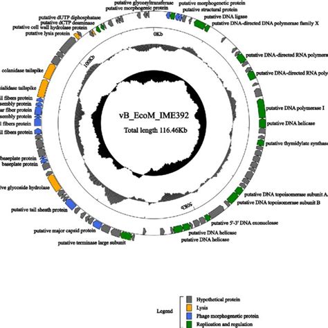 Phylogenetic Analysis Of Phages Belonging To Different Genera Of The