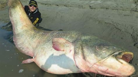 Reel-y? Giant catfish reportedly caught in Italy | CNN