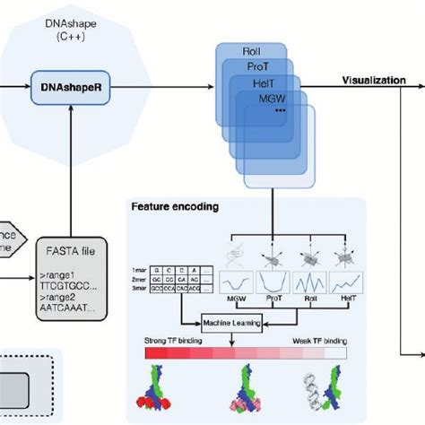 Pdf Dnashaper An R Bioconductor Package For Dna Shape Prediction And