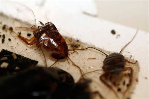 cockroach-droppings - Pest Hacks