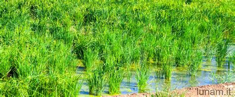 Acqua Di Riso Per Quali Piante Scopri I Benefici Per Il Tuo Giardino