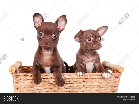 Chocolate Chihuahua