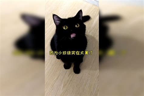 奉劝大家千万不要养黑猫！