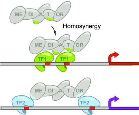 Promoter Specificity Provided By Transcriptional Synergy Synergy Stems