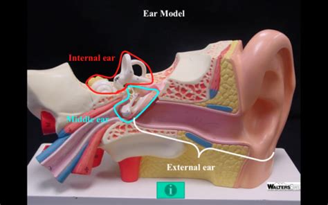 Special Senses Hearing And Equilibrium Flashcards Quizlet