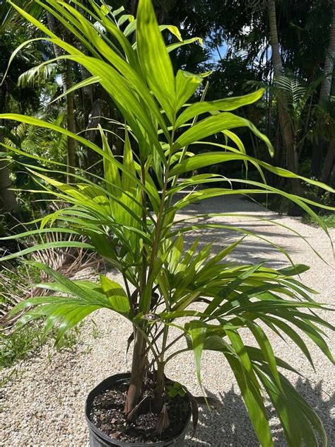 Carpentaria Acuminata Carpentaria Palm Unusual Palms And Pl