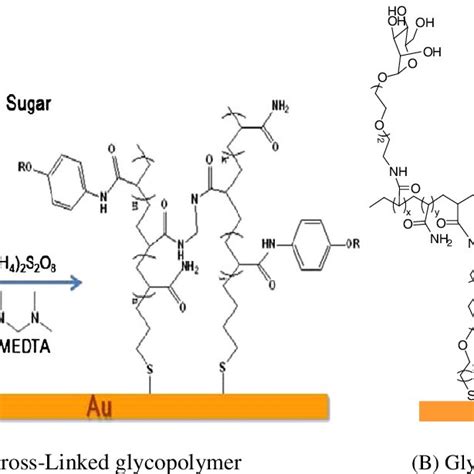 Amine Coupling Procedure For Immobilization Of Lectins Onto A