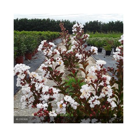 Lagerstroemia Indica Neige D T