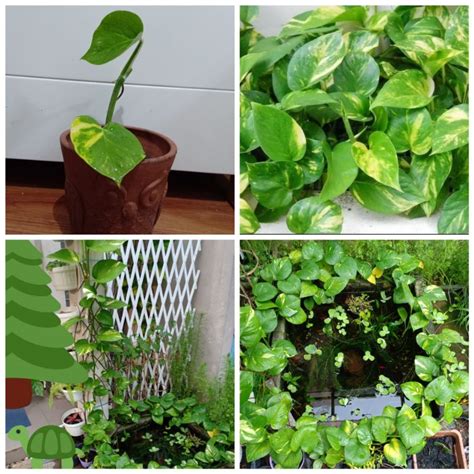 Jual Tanaman Hias Pembersih Udara Epipremnum Aureum Tumbuhan Rambar