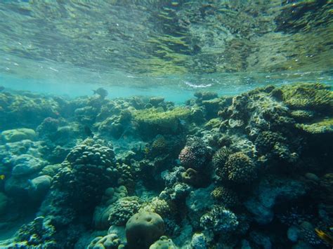 Premium Photo Corals In The Shallow Waters Of The Red Sea Fish Feed