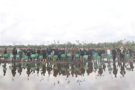 Peringati Hari Lahan Basah Sedunia KLHK Dan BRGM Gelar Penanaman Pohon