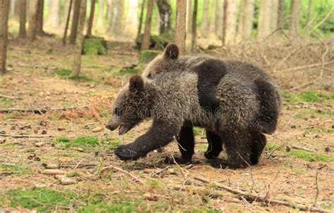 Brown bear cubs playing stock photo. Image of evening - 31632834