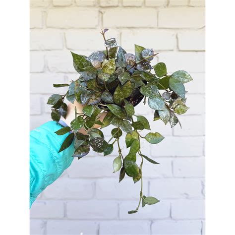 Hoya Krohniana Splash 4" — Stayin' Alive Succulents