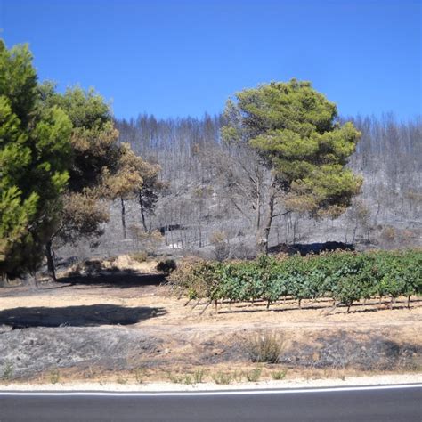 Studio Sugli Effetti Degli Incendi Sui Vigneti Wein Plus News Sul Vino