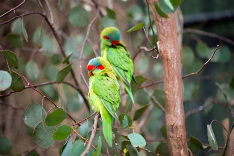 Australia's endangered animals