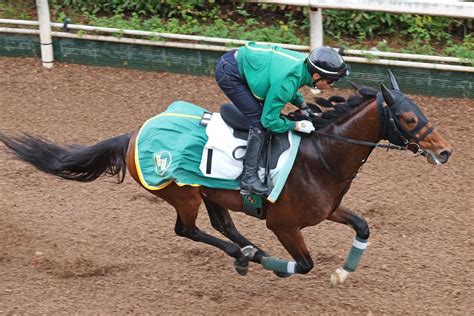 半兄は米g1馬 アイアンバローズ注目の初ダート戦「能力ストレートに出してくれれば」／東海s 競馬写真ニュース 日刊スポーツ