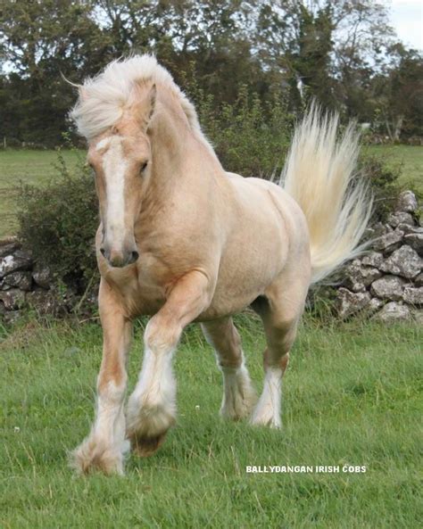 Irish Cobs Various Pretty Horses Beautiful Horses Palomino Horse