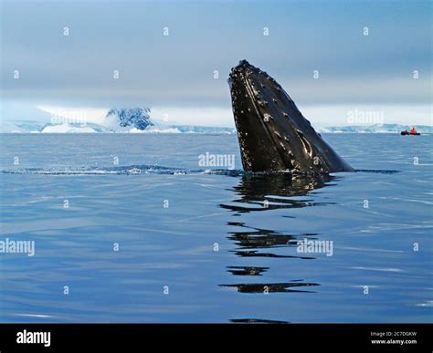 Adult Humpback Whale Megaptera Novaeangliae Flukes Up Dive In