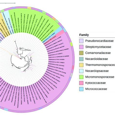 Neighbor Joining Phylogenetic Tree Based On 16s Rrna Gene Sequences Of