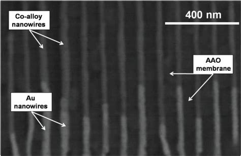 Shows A SEM Cross Sectional Image Of The AAO Membrane And The Embedded