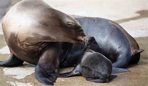 What a blubbery sight! Dublin Zoo welcomes new sea lion pups - Extra.ie