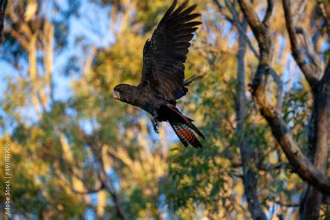 Black Cockatoo Red Tailed Black Cockatoo Stock Photo | Adobe Stock