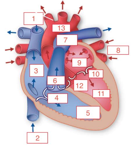 Phar Exam Iii Dr Thompson Cv Review Atrial Fibrillation Flashcards