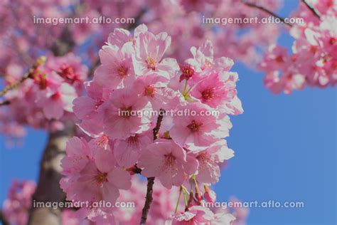 桜、青空に映える桜、八重桜、青空と桜、満開の綺麗なさくら、春の季節、自然風景、背景素材、 213914068 イメージマート