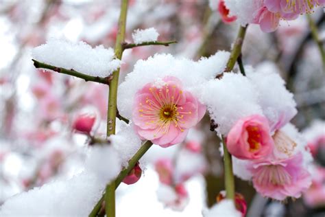 【東京】2月が見頃の冬の花と、花の名所まとめ：ツバキ、ウメほか おすすめ旅行を探すならトラベルブックtravelbook