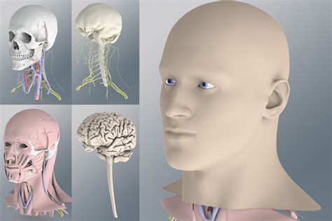 Human Head Anatomy Model