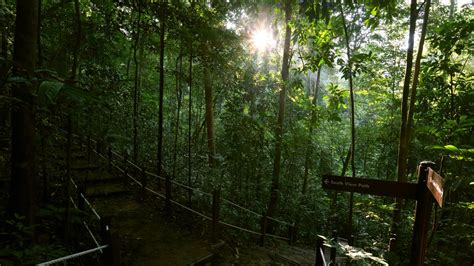 Bukit Timah Nature Reserve Park Review Condé Nast Traveler