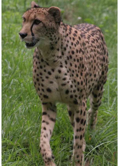 cheetah kids fast facts