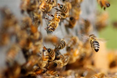 Ataques De Abelhas Aumentaram 80 Em Minas Gerais Veja Como Se