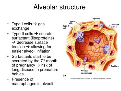 Ppt The Respiratory System Powerpoint Presentation Free Download