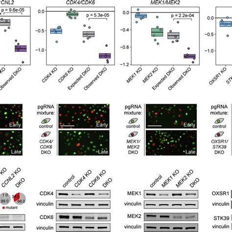 Crispr Validation Experiments Confirm Top Pc Synthetic Lethal