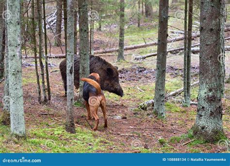 Jagd Mit Jagdhund Auf Wildschwein Stockfoto Bild Von