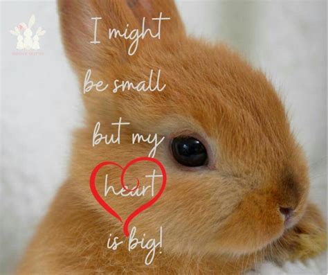 Pin On Bunny Quotes Bunny Quotes Bunny Animals