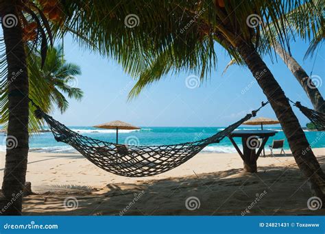 Hammock Between Palm Trees Stock Image Image Of Relaxation 24821431