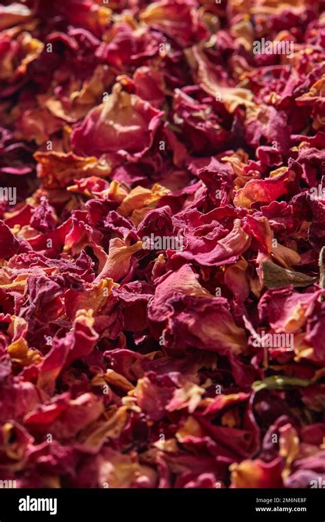 dried rose petals  res stock photography  images alamy
