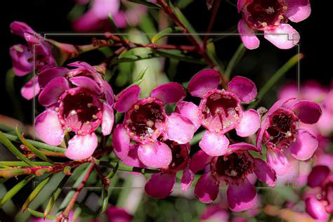 Geraldton Wax Plant Jeanette Misic Flickr