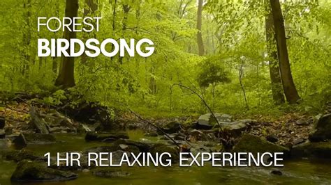 Forest Birdsong Relaxing Nature Sounds Birds Chirping Realtime No Loop 1 Hour Hd