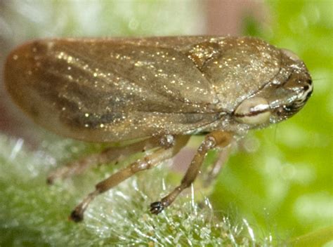 Meadow Spittlebug Philaenus Spumarius Bugguide Net