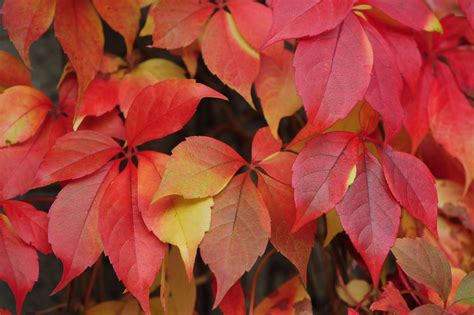 12 Seasonal Bush And Shrub Species With Red Leaves