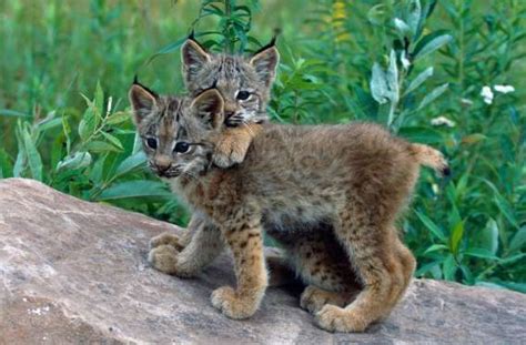 Baby Lynx Kittens