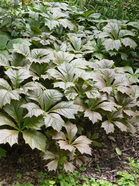 Rodgersia podophylla ‚Rotlaub‘ – Fehrle Stauden