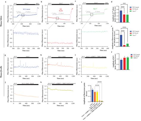 Glucosestimulated Calcium Oscillations Are Mediated By Trpc Ac